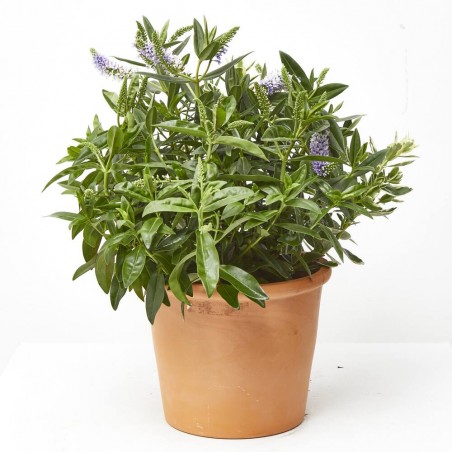 VERONICA PREMIUM MACETA 19CM