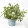 VERONICA PREMIUM MACETA 19CM