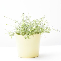 ERIGERON PROFUSION MACETA 11CM