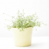 ERIGERON PROFUSION MACETA 11CM