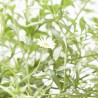 ERIGERON PROFUSION MACETA 11CM