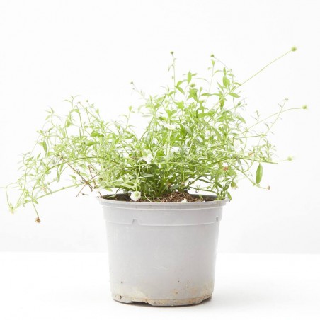 ERIGERON PROFUSION MACETA 11CM
