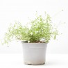 ERIGERON PROFUSION MACETA 11CM