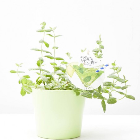 MENTA APPLETINI MACETA 14CM