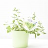 MENTA APPLETINI MACETA 14CM