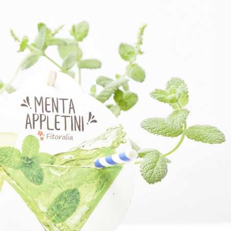 MENTA APPLETINI MACETA 14CM