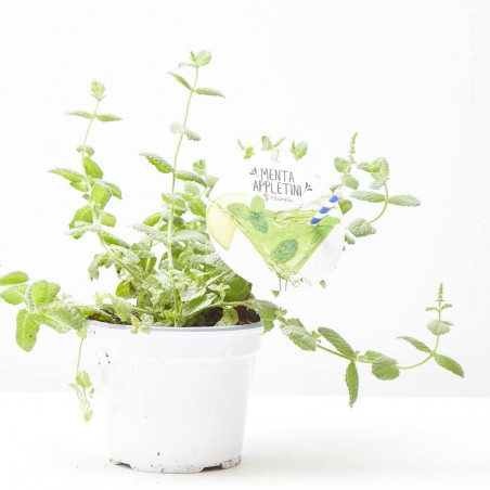 MENTA APPLETINI MACETA 14CM