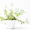 MENTA APPLETINI MACETA 14CM