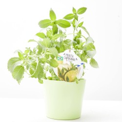 MENTA CAIPIRINHA MACETA 14CM