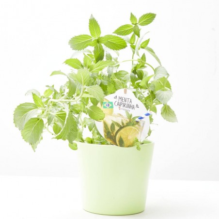 MENTA CAIPIRINHA MACETA 14CM