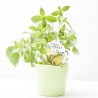 MENTA CAIPIRINHA MACETA 14CM