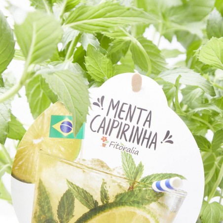 MENTA CAIPIRINHA MACETA 14CM