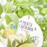 MENTA CAIPIRINHA MACETA 14CM