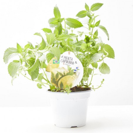 MENTA CAIPIRINHA MACETA 14CM