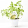MENTA CAIPIRINHA MACETA 14CM