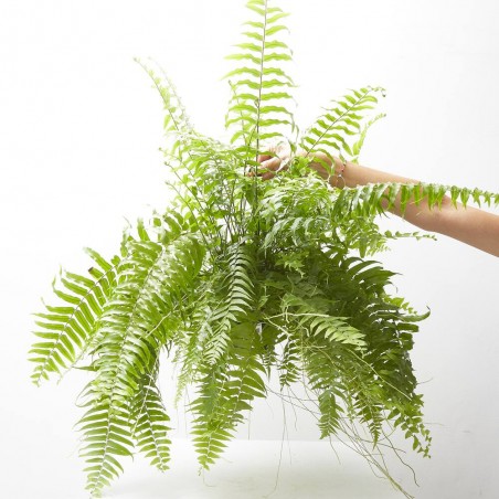 NEPHROLEPIS MACHO COLGANTE MACETA 15CM