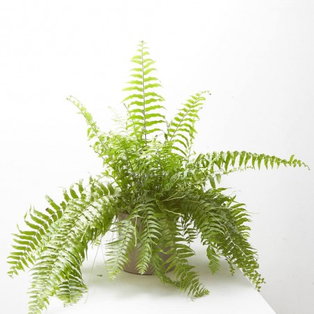 NEPHROLEPIS MACHO COLGANTE MACETA 15CM