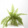 NEPHROLEPIS MACHO COLGANTE MACETA 15CM