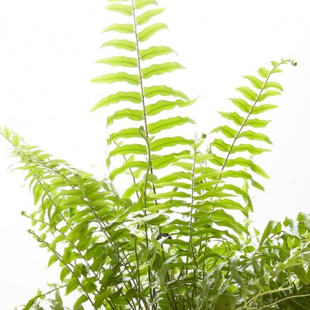NEPHROLEPIS MACHO COLGANTE MACETA 15CM
