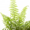 NEPHROLEPIS MACHO COLGANTE MACETA 15CM