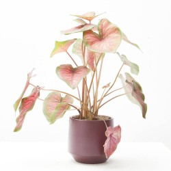 CALADIUM MACETA 14CM