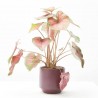 CALADIUM MACETA 14CM