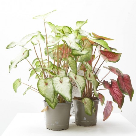 CALADIUM MACETA 14CM