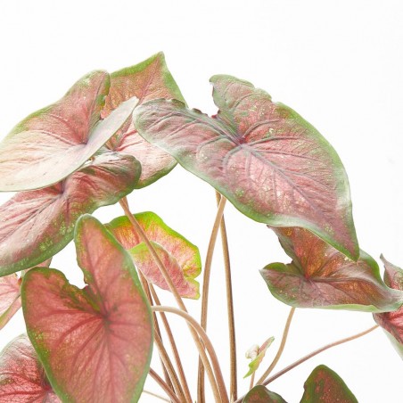 CALADIUM MACETA 14CM