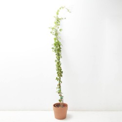 HIEDRA VERDE  MACETA 5L TUTOR