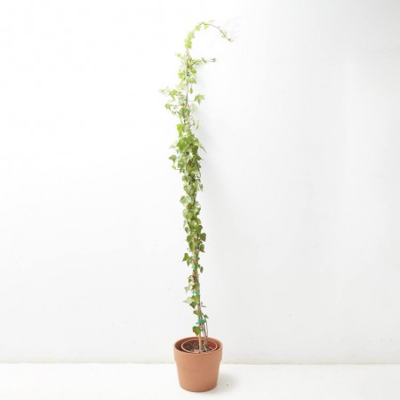 HIEDRA VERDE  MACETA 5L TUTOR