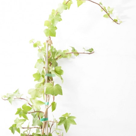 HIEDRA VERDE  MACETA 5L TUTOR