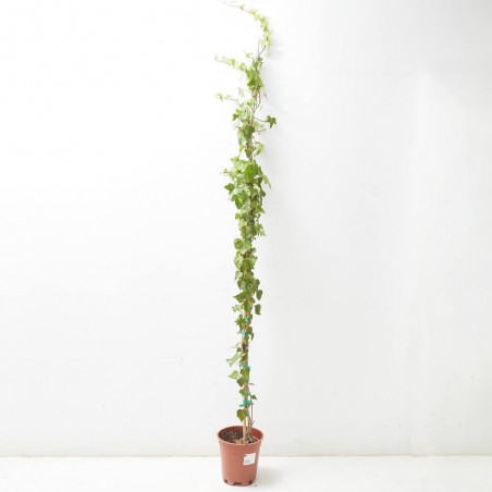 HIEDRA VERDE  MACETA 5L TUTOR