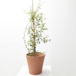ROSAL BANKSIAE 10L