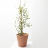 ROSAL BANKSIAE 10L