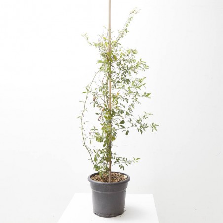 ROSAL BANKSIAE 10L