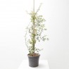 ROSAL BANKSIAE 10L