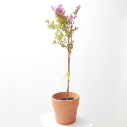 LAGERSTROEMIA INDICA RHAPSODY IN PINK MACETA 11LITROS