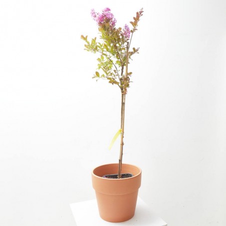 LAGERSTROEMIA INDICA RHAPSODY IN PINK MACETA 11LITROS