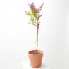 LAGERSTROEMIA INDICA RHAPSODY IN PINK MACETA 11LITROS