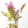 LAGERSTROEMIA INDICA RHAPSODY IN PINK MACETA 11LITROS