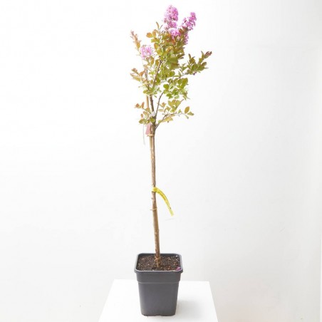 LAGERSTROEMIA INDICA RHAPSODY IN PINK MACETA 11LITROS