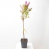 LAGERSTROEMIA INDICA RHAPSODY IN PINK MACETA 11LITROS