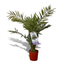 PALMERA CANARIA