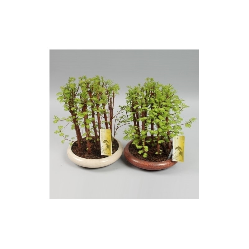 BONSAI BOSQUE SECUOYA