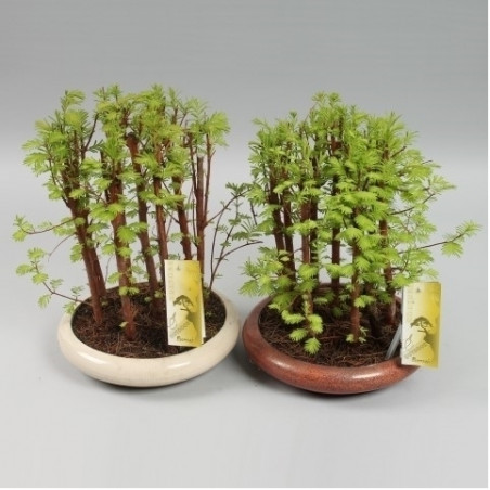 BONSAI BOSQUE SECUOYAS