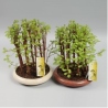 BONSAI BOSQUE SECUOYAS