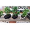 BONSAI BOSQUE SECUOYAS