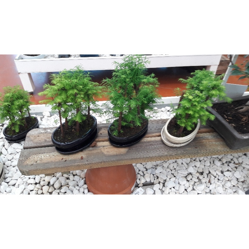 BONSAI BOSQUE SECUOYA
