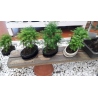 BONSAI BOSQUE SECUOYAS