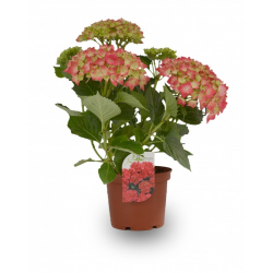 HORTENSIA EXTRA MACETA 3 LITROS